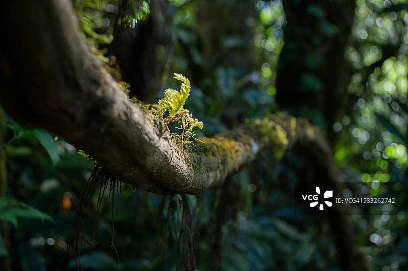泰国的热带雨林。微距摄影枝干带有苔藓和根茎，焦距模糊图片素材