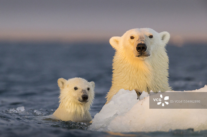 北极熊和幼崽在海冰旁游泳，浅水湾，努勒维特，加拿大图片素材