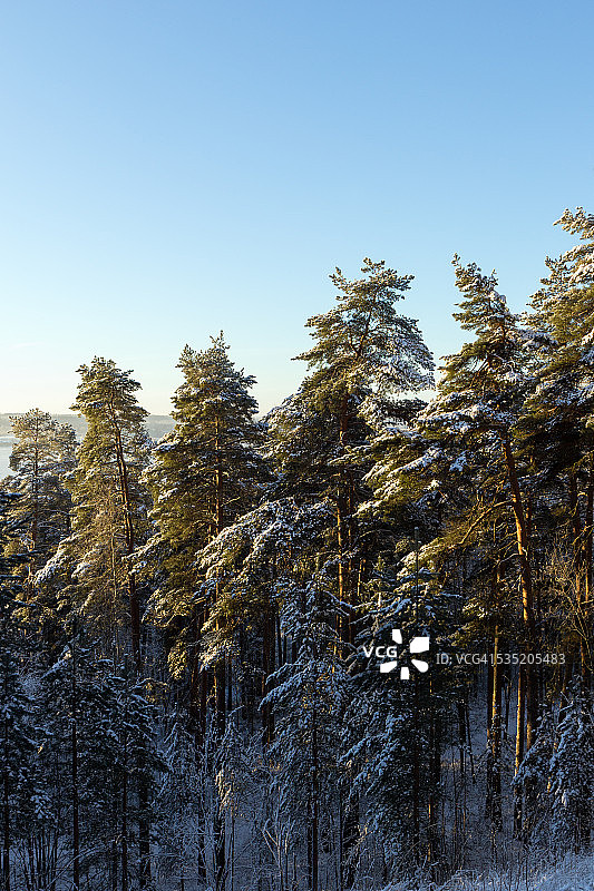 雪树和蓝天的景色图片素材