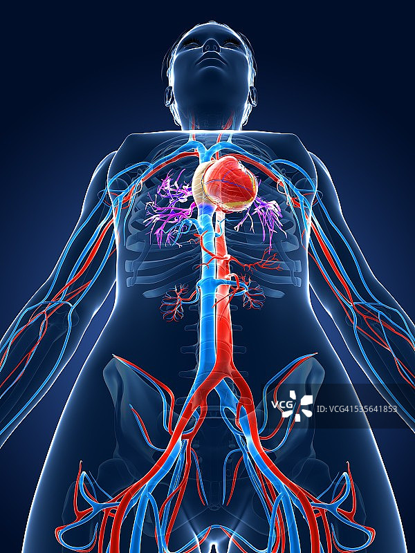女性心血管系统图片素材