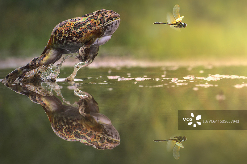 青蛙追逐豆娘，印度尼西亚图片素材