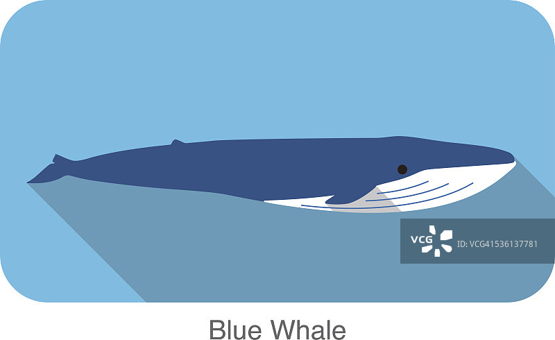 蓝鲸在海面上游泳的平面图标设计图片素材
