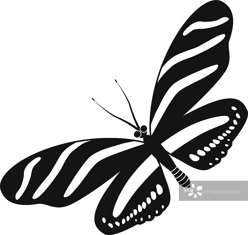 黑白相间的斑马长翅蝴蝶图片素材