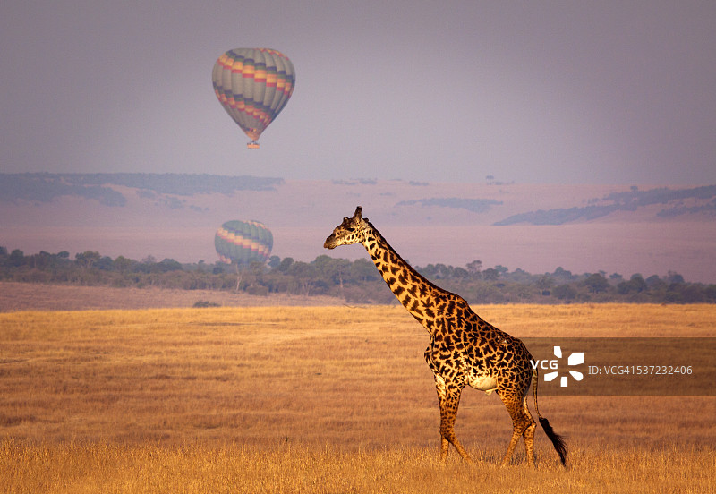 长颈鹿和气球图片素材