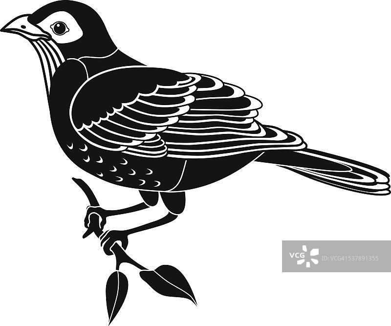 知更鸟栖息在黑色和白色的树枝侧视图上图片素材