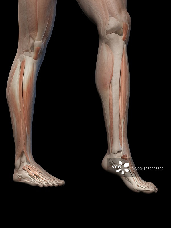 人体腿和脚的解剖，说明图片素材
