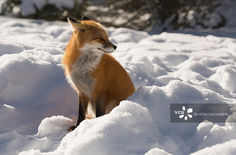 冬天的红狐图片素材