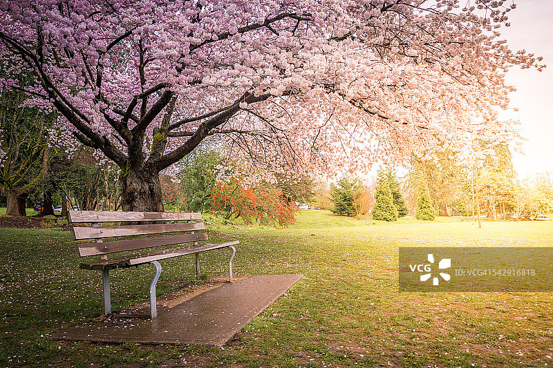 在加拿大温哥华伊丽莎白女王公园，一张公园长椅坐在一棵盛开的樱桃树下图片素材