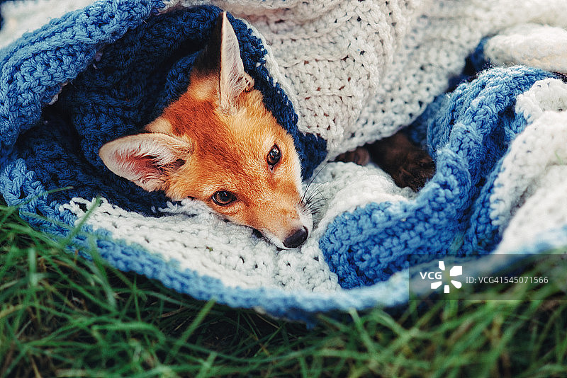 小雌狐躺在毯子里，红狐狸图片素材