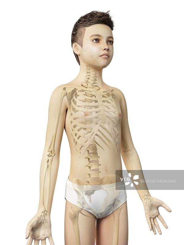 一个男孩的骨骼系统，插图图片素材
