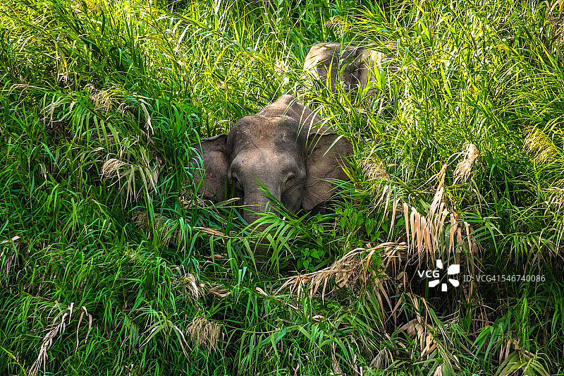 丛林中的婆罗洲矮象。图片素材