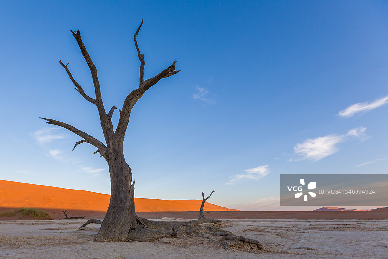骆驼刺树在Sossusvlei附近的Deadvlei沙丘日落，纳米比亚，非洲图片素材