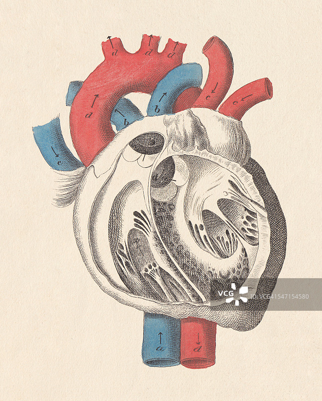 人体心脏解剖，手工着色版画，1861年出版图片素材