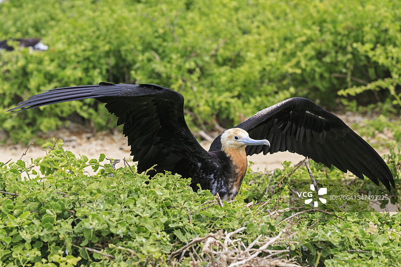 厄瓜多尔，加拉帕戈斯群岛，热那亚，年轻的军舰鸟展开翅膀图片素材