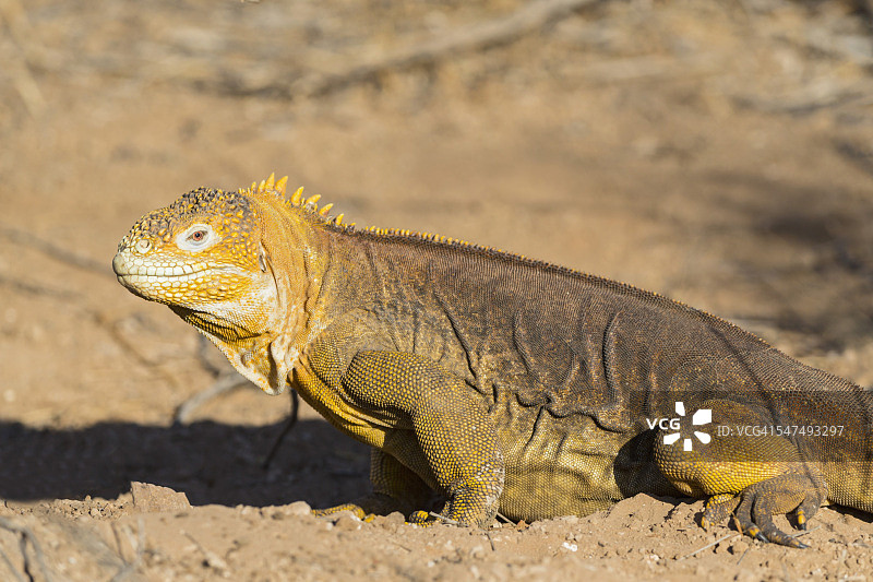 厄瓜多尔，加拉帕戈斯群岛，广场苏尔，加拉帕戈斯陆地鬣蜥在阳光下图片素材