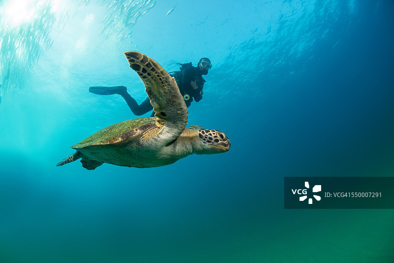 绿海龟和潜水员一起游泳图片素材
