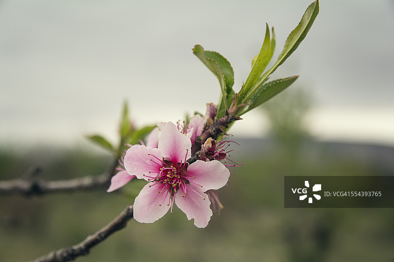 桃树花图片素材