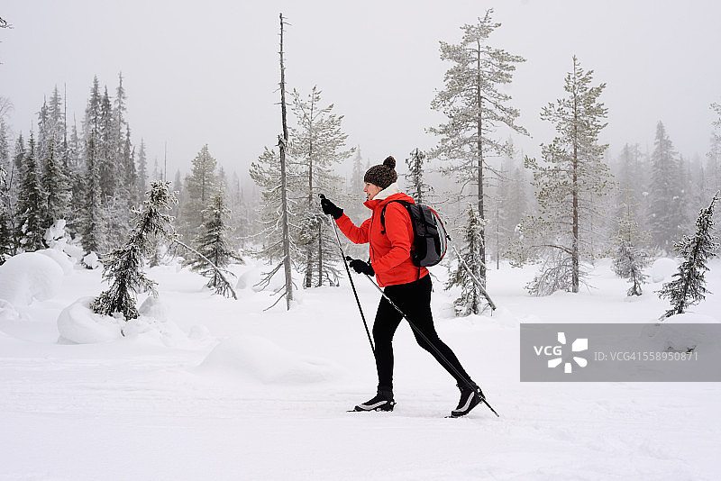 年轻女子北欧行走在白雪覆盖的森林，波西奥，拉普兰，芬兰图片素材