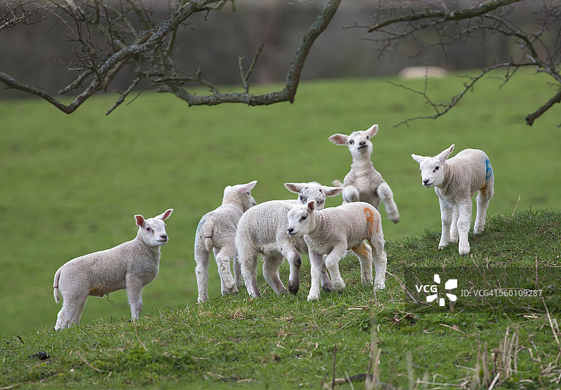 小羊在田野里玩耍图片素材