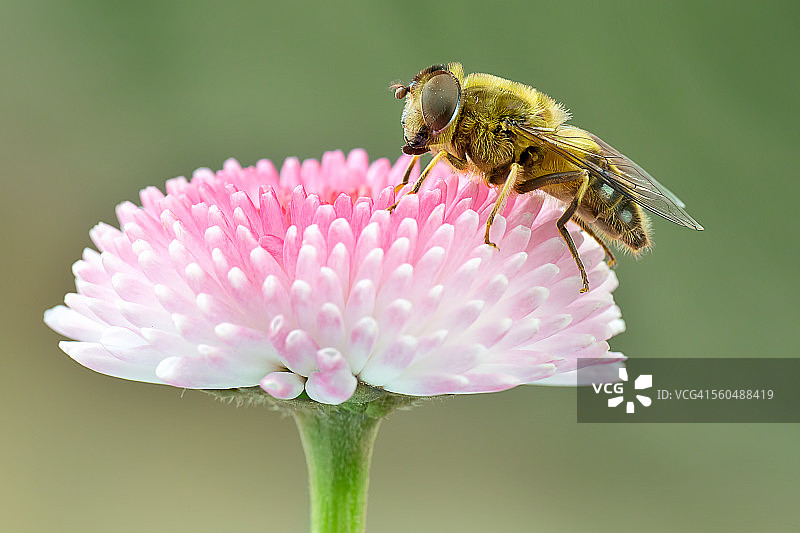 雏菊花上的蜜蜂图片素材