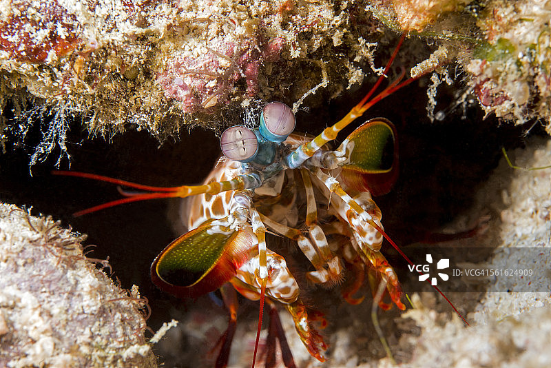 螳螂虾在它的巢穴图片素材