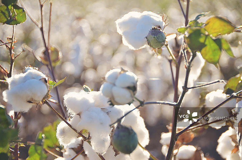 西德克萨斯的棉球植物图片素材