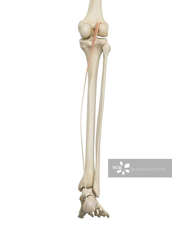 人体腿部解剖学，插图图片素材