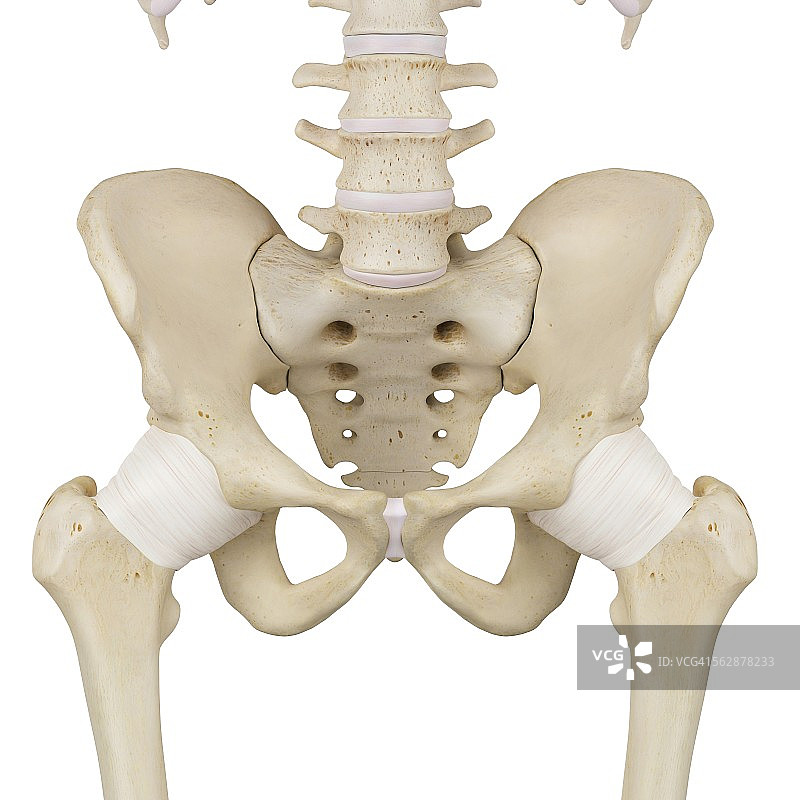 人体骨盆韧带，图示图片素材