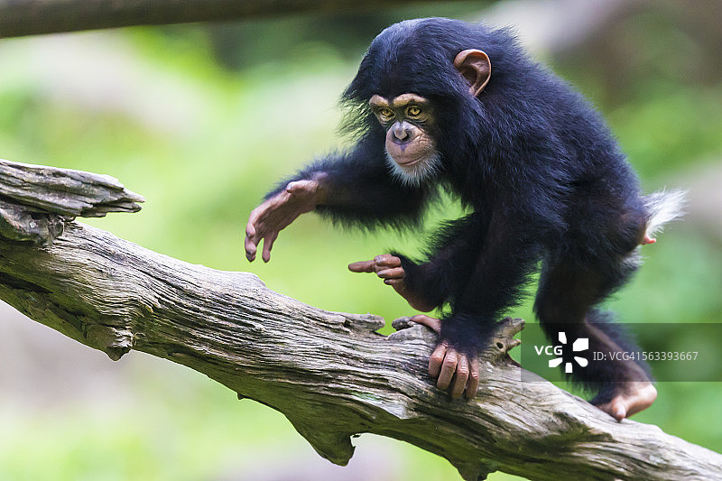 原木上的小黑猩猩图片素材