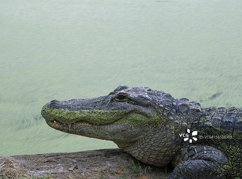 “鸭草”里的美洲短吻鳄的侧面图。鳄鱼mississippiensis。鳄鱼农场,佛罗里达。图片素材