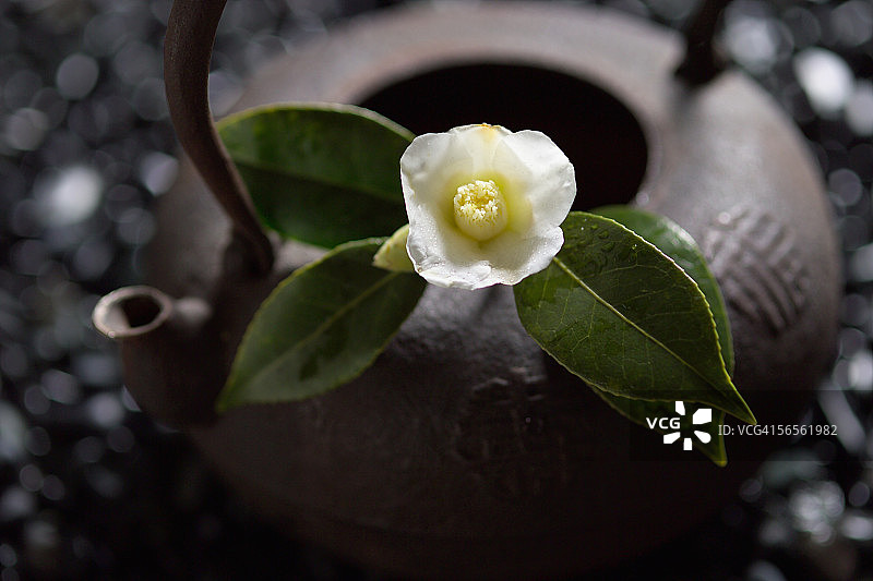 茶壶上的茶花，特写图片素材