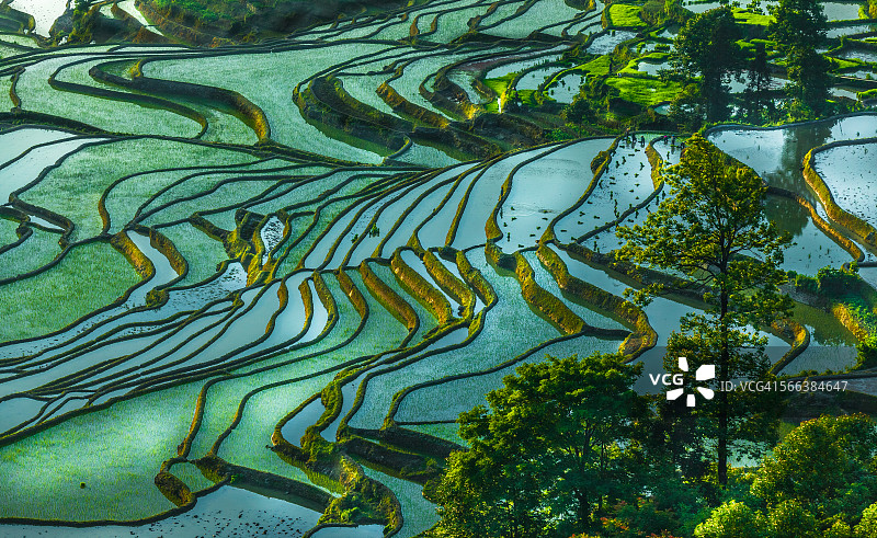 鸳鸯的稻田。中国图片素材