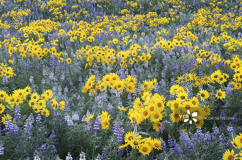 野花，北瀑布，华盛顿图片素材
