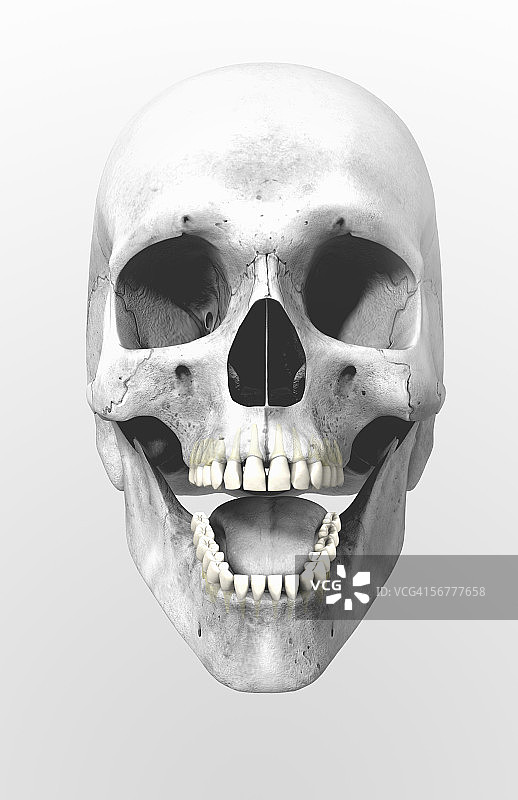 颌内牙齿的前视图。图片素材