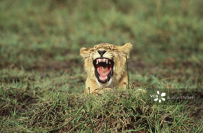 小狮子在绿色的草地上打哈欠图片素材