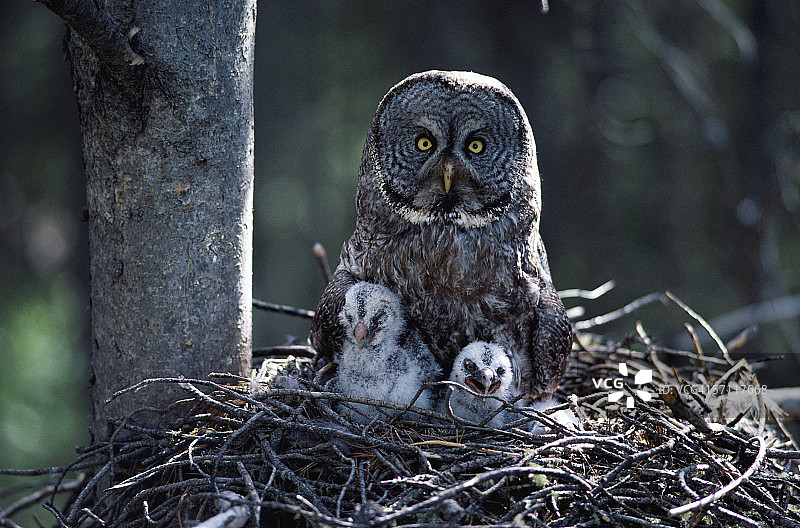 大灰猫头鹰妈妈和她的孩子们坐在巢里。思nebulosa。怀俄明。图片素材