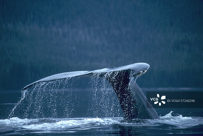 座头鲸潜水时的尾巴和吸尾。最远。阿拉斯加东南部。图片素材