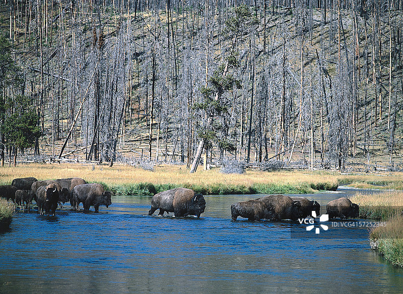 一群野牛在夏天穿过火洞河。野牛野牛。Firehole河,怀俄明。图片素材