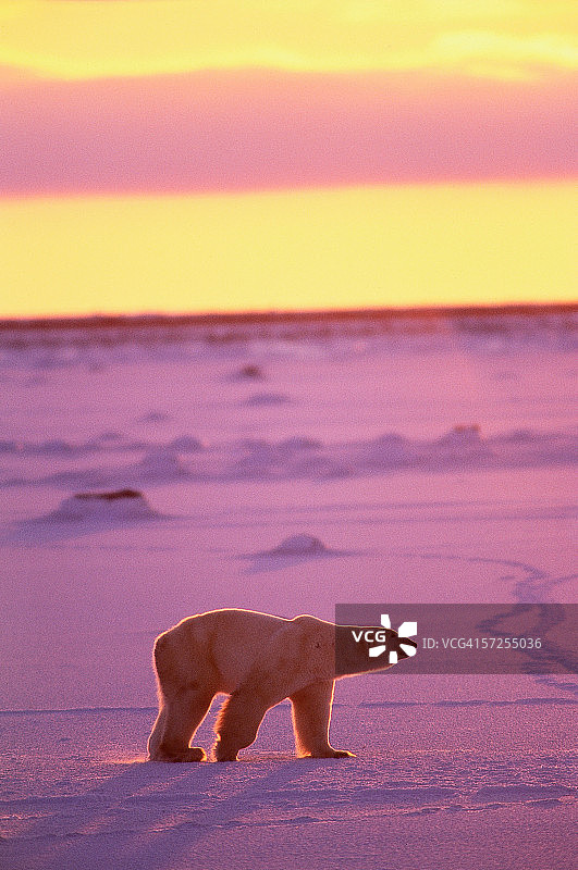 雄性北极熊在晨光中被射杀。北极熊。Cape Churchill,加拿大。图片素材