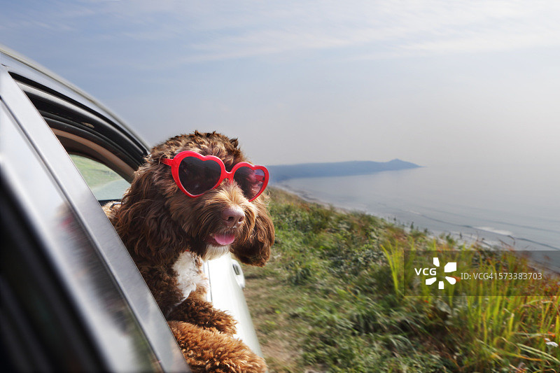 在海岸公路上，狗从车窗探出头来图片素材