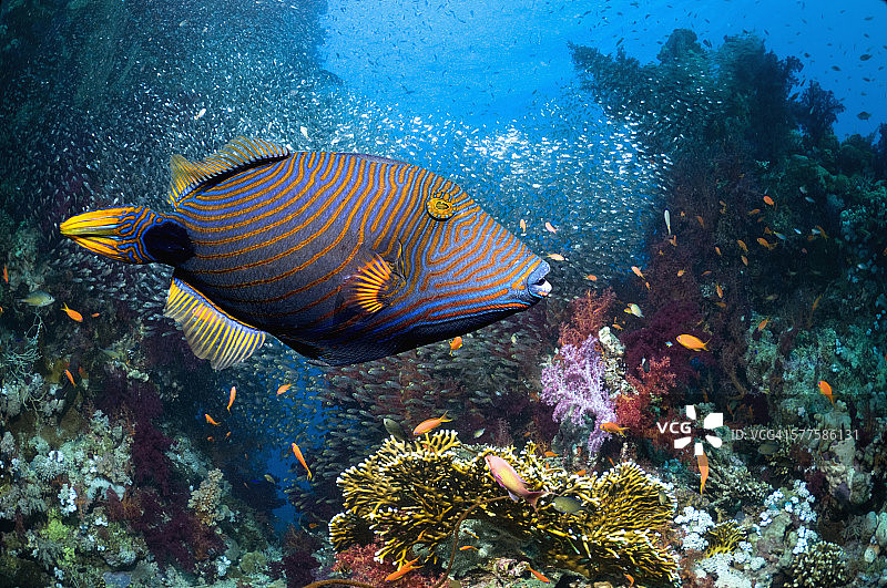 珊瑚礁和热带鱼图片素材