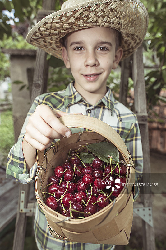 男孩收获莫雷罗樱桃图片素材