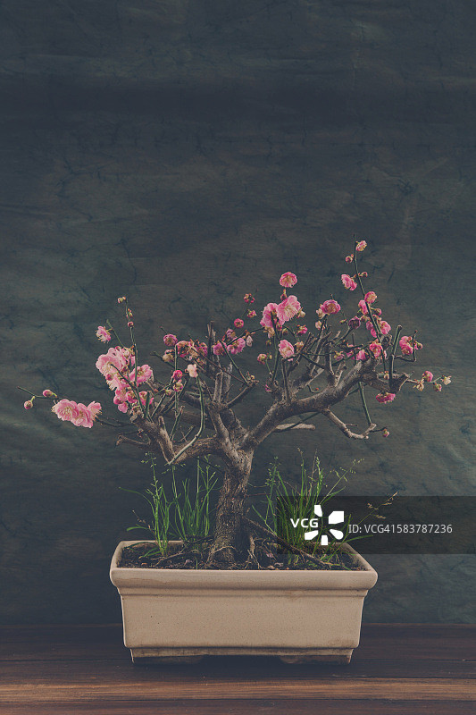 樱花盆景树图片素材