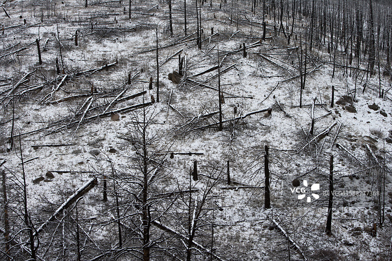 美国科罗拉多州，积雪覆盖森林大火残余图片素材