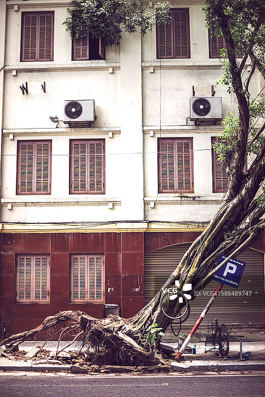 台风过后，越南河内的一棵树倒在了街道上图片素材