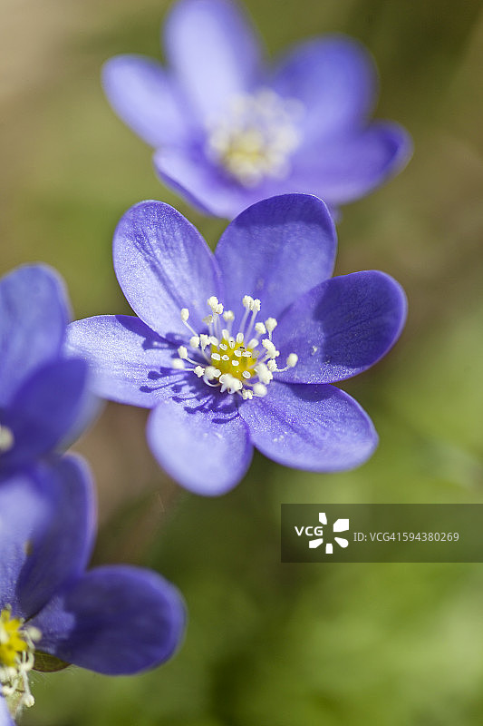 蓝色的花朵,特写图片素材