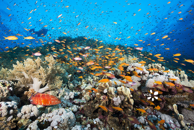 水下摄影机捕捉软珊瑚礁图片素材