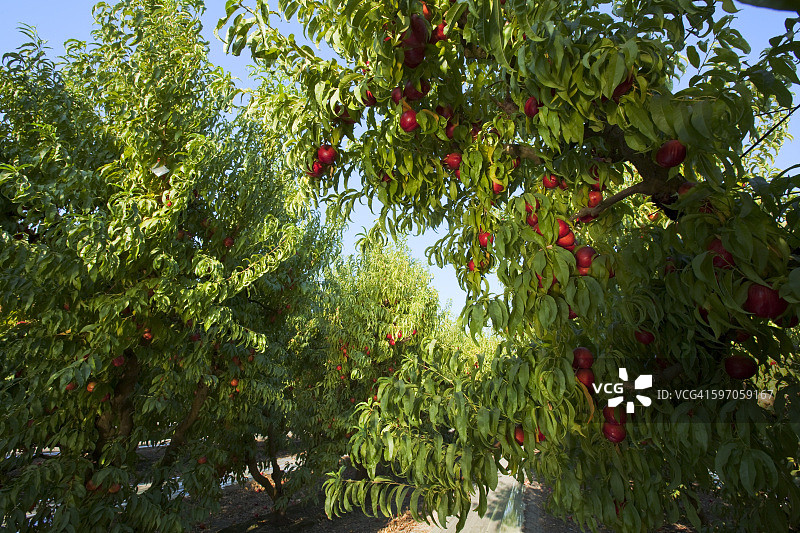 农业-美国加利福尼亚州圣华金山谷福勒附近的油桃园，夏天的油桃成熟了。图片素材