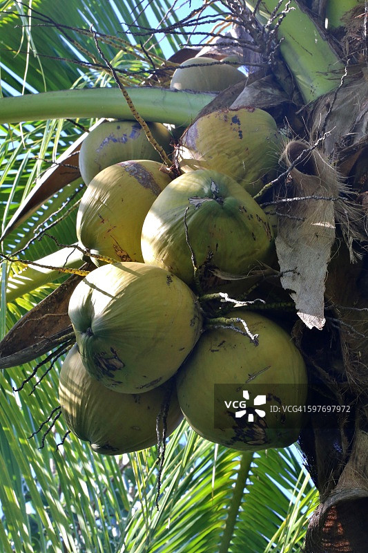 特写挂椰子(Cocos_nucifera)，杰克逊维尔，佛罗里达，美国图片素材