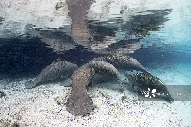 佛罗里达海牛在岩石下休息图片素材